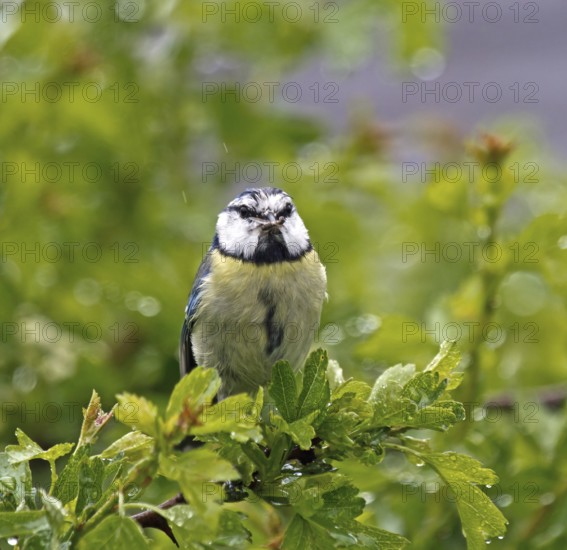 Small garden bird adult BlueTit in rain with Food for young