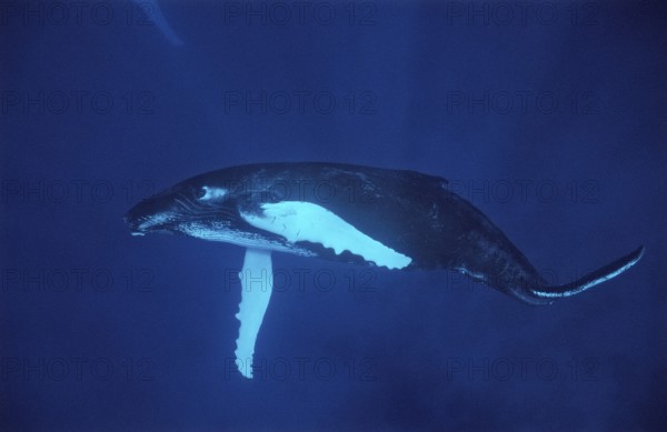 Humpback whale, calf, Megaptera novaeangliae, Silverbanks, Caribbean Sea, Dominican Republic, Central America