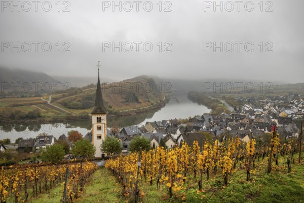 River in the mist meanders in a 180 degree loop through a valley between vineyards. A great landscape and lighting in the morning. Church tower, Moselle, Bremm, Moselle loop, Rhineland-Palatinate, Germany, Europe
