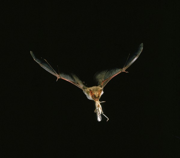 Mouse-Eared Bat (myotis myotis), Adult in Flight, Catching Grasshopper