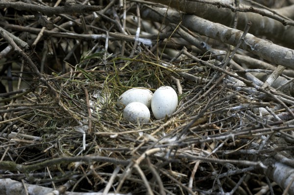 White eurasian spoonbill (platalea leucorodia), 3 eggs on nest