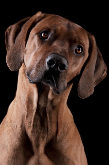 Rhodesian Ridgeback also known as African lion dog