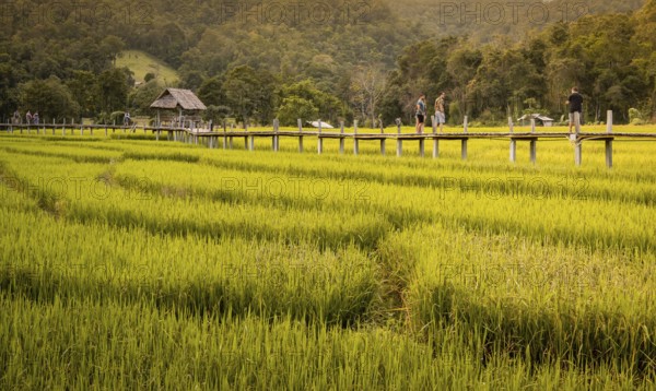 Pai, Thailand on November 23, 2019: Tourists walking on the bamboo bridge over green rice paddies, Boon Ko Ku Soo, Pai, Thailand, Asia