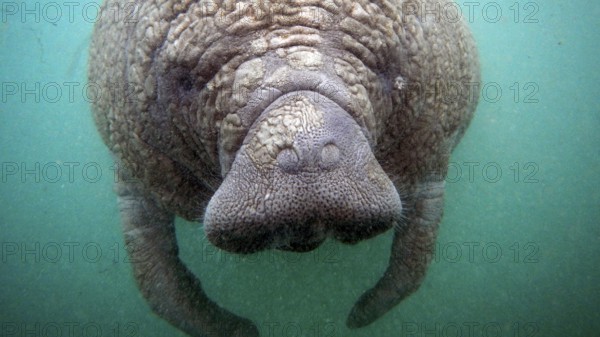 Young animal near Crystal River, Florida