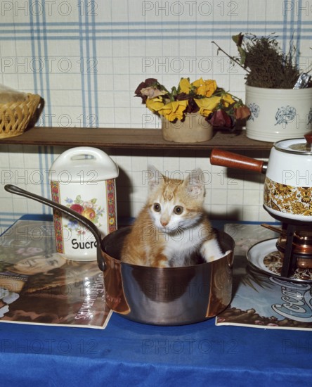 Red and White Domestic Cat, Kitten standing in Saucepan