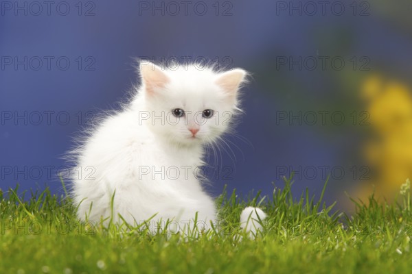Siberian Forest Cat, kitten, 7 weeks, white