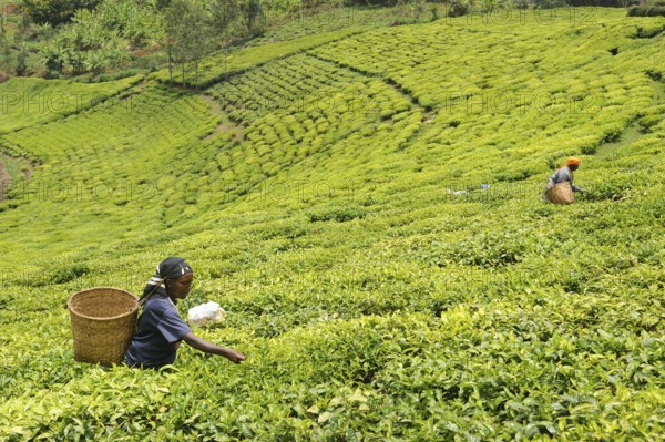Women harvesting tea, tea plantation, Nyungwe, Rwanda, Africa