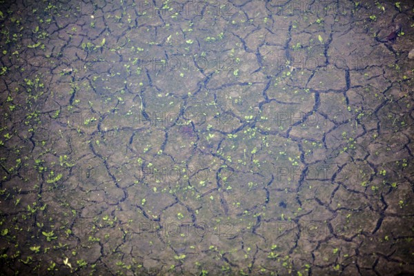 Drought riverbed, Bad Karlshafen, Upper Weser Valley, Weser Uplands, Weserbergland, Hesse, Germany, Europe