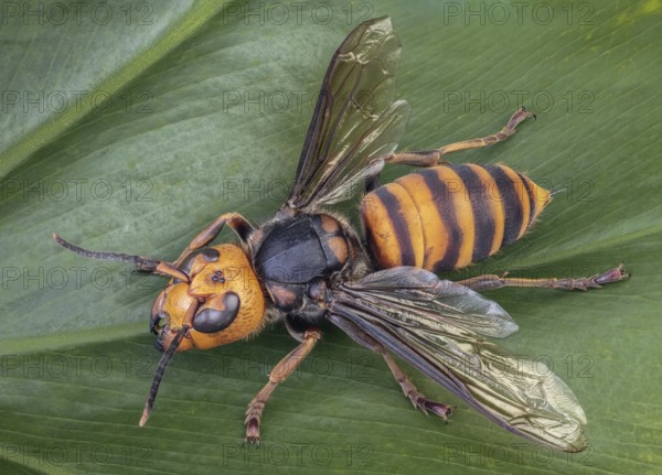 Asian Giant Hornet, Japanese giant hornet, also Murder Hornet (Vespa mandarinia)