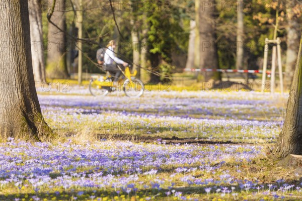 Blooming crocuses and winter aconites on the meadows in the Baroque Park Großer Garten, Dresden, Saxony, Germany, Europe