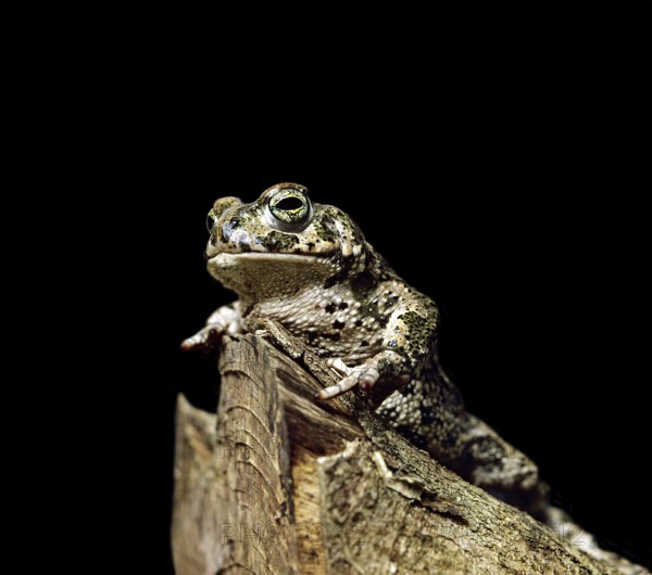 Natterjack Toad (bufo calamita)