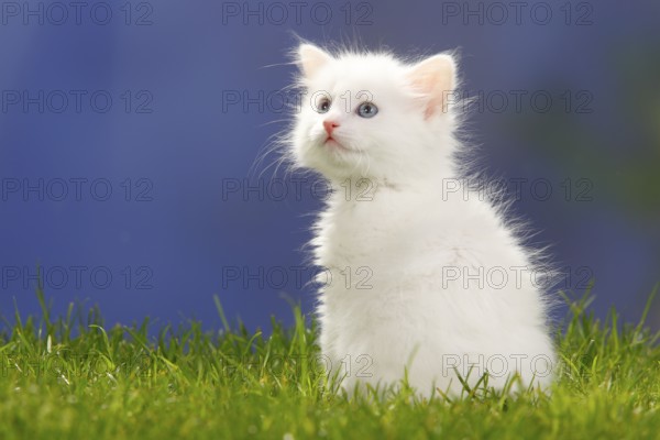 Siberian Forest Cat, kitten, 7 weeks, white