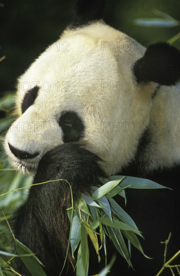 Giant panda (ailuropoda melanoleuca), adult eats bamboo