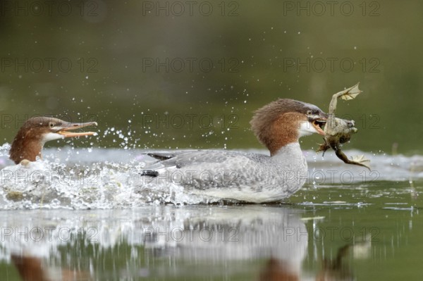 Common merganser. Mergus merganser. A female caught a bull frog and try to escape from a another hungry merganse. Lake Wapizagonke. La Mauricie national park. Province of Québec. Canada