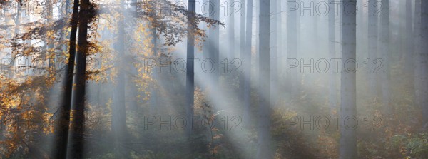 Panorama, spruce forest in autumn with fog, sun shining through the tree trunks, beech with autumn leaves, Harz foreland, Saxony-Anhalt, Germany, Europe