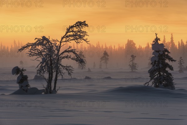 Winter landscape in the fog, Muddus National Park, Laponia World Heritage Site, Norrbotten, Lapland, Sweden, December 2015, Europe