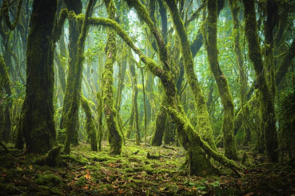 Green, partly foggy laurel forest with moss-covered trees that form a dense and atmospheric scenery, laurel forest, cloud forest, La Gomera, Canary Islands
