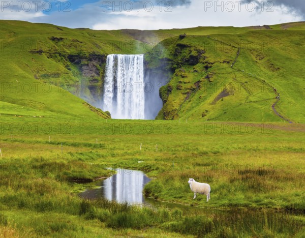 Grandiose falls Skogafoss in Iceland. On a meadow before falls the white lamb is grazed