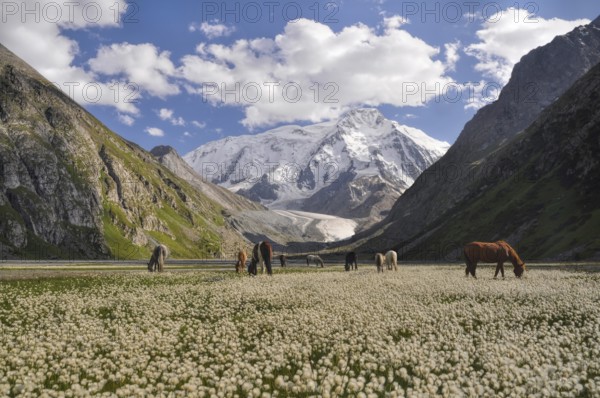 Horses grazing on a meadow at the foot of Tian-Shan Mountains