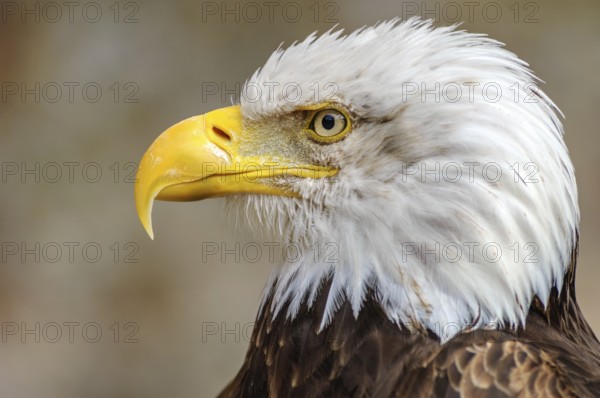 Bald Headed Eagle, close up shot with blurred background