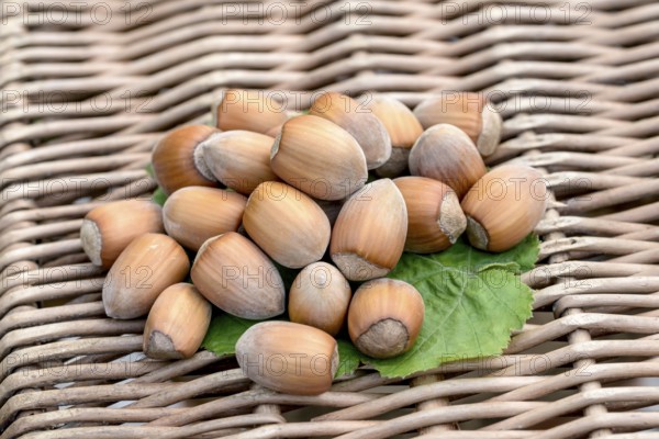 Hazelnut (Corylus 'Lange Zellernuss'), An den Dorfwiesen 9, Laußnitz, Saxony, Germany, Europe