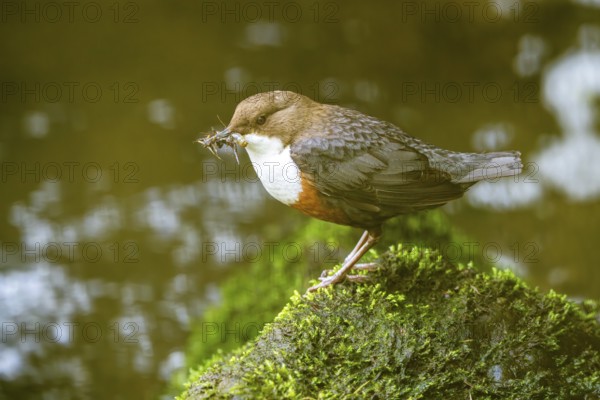 White-throated Dipper (Cinclus cinclus), at a torrent with larvae in its beak, Rhineland-Palatinate, Germany, Europe