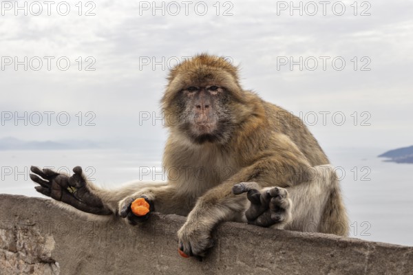Monkey resting on a stone wall with a view of the sea and cloudy sky, Gibraltar, Barbary macaque (Macaca sylvanus), Europe