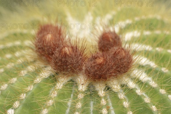 Cactus (Parodia magnifica, Notocactus magnificus), native to Brazil