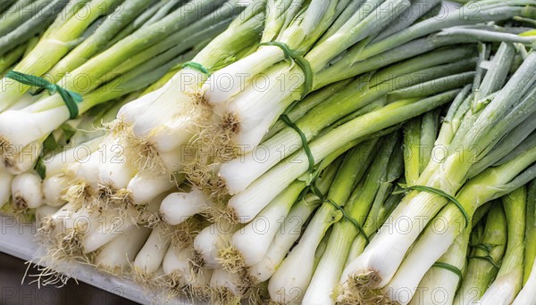 Vegetable, spring onion or spring onion, also known as winter onion, Allium fistulosum, in a bunch at a market stall