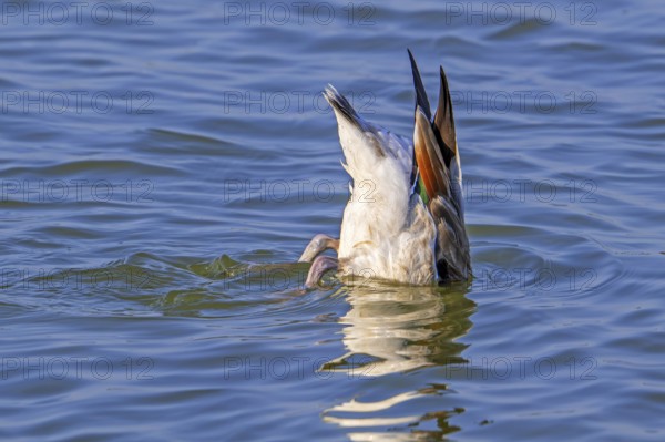 Common shelduck (Tadorna tadorna, Anas tadorna) feeding by upending upside down in water of pond in late summer, autumn