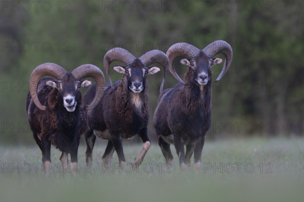 European mouflon (Ovis gmelini musimon, Syn.: Ovis orientalis musimon, Ovis aries musimon), Gerolstein, Eifel, Rhineland-Palatinate, Germany, Europe