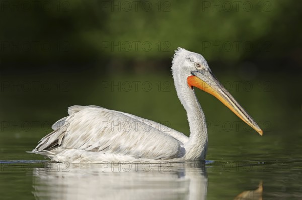 Dalmatian Pelican (Pelecanus crispus), swimming, Lake Kerkini, Central Macedonia, Greece, Europe