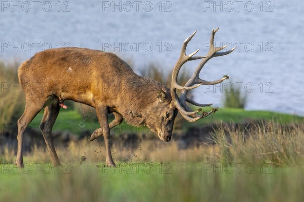 Rutting red deer (Cervus elaphus) stag spraying, scenting himself with urine which odour helps bring hinds into oestrus during the rut in autumn
