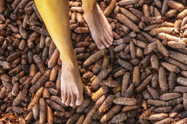 Barefoot treading pine cones in a sensory park to enjoy nature and the senses, Black Forest, Germany, Europe