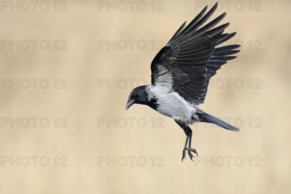 Hooded Crow (Corvus cornix) flying, Mecklenburg-Western Pomerania, Germany, Europe