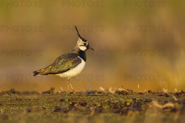 Northern Lapwing (Vanellus vanellus), North Rhine-Westphalia, Germany, Europe