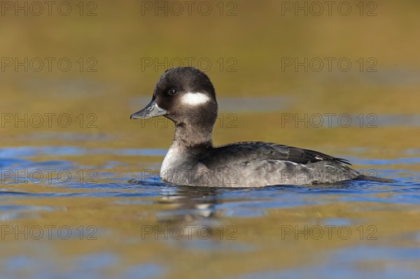 Bufflehead (Bucephala albeola) female, British Columbia, Canada, North America