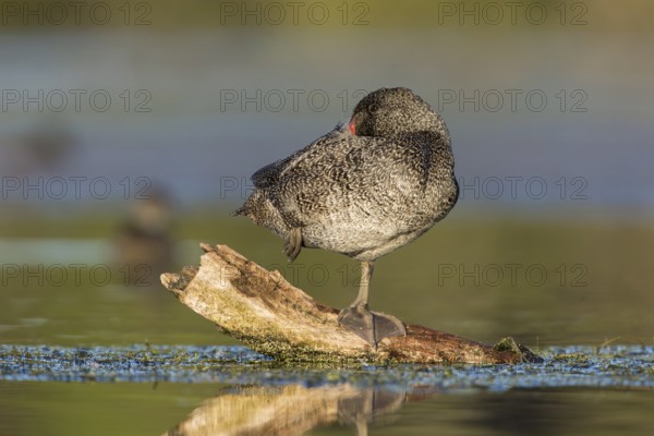 Freckled Duck (Stictonetta naevosa) male, Victoria, Australia, Oceania