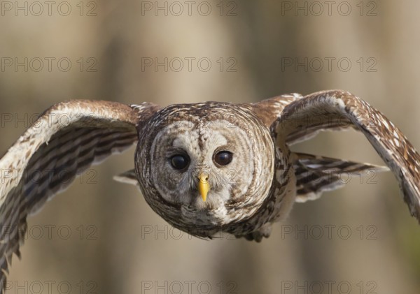Barred Owl (Strix varia) flying, Florida, USA, North America