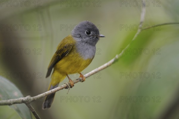 Grey-headed Canary-flycatcher (Culicicapa ceylonensis), Sri Lanka, Asia