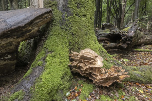 Giant spore (Meripilus giganteus) in beech forest (Fagus sylvatica), Emsland, Lower Saxony, Germany, Europe
