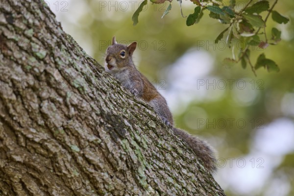 Grey Squirrel (Sciurus carolinensis), climbing on tree, springtime, Florida, USA, North America