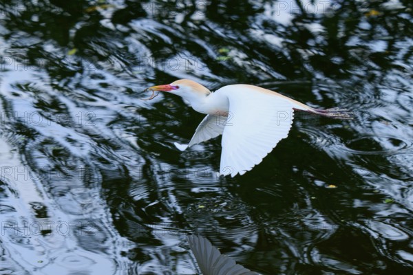 Cattle egret (Bubulcus ibis), in fly, springtime, Wakodahatchee Wetlands, Delray Beach, Florida, USA, North America