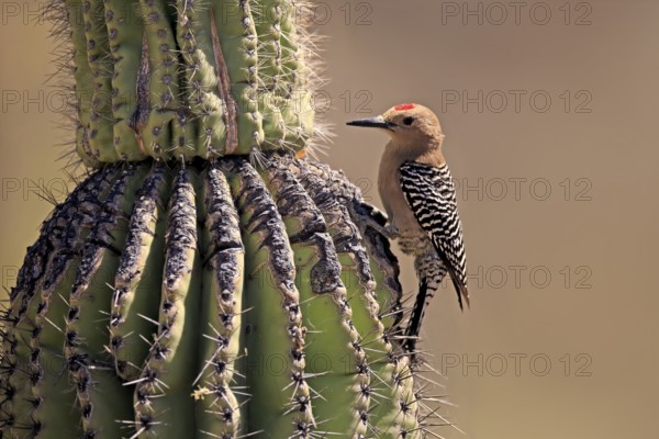 Gila woodpecker (Melanerpes uropygialis), adult, male, on saguaro cactus, foraging, Sonoran Desert, Arizona, North America, USA, North America