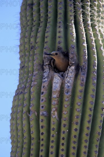 Gila woodpecker (Melanerpes uropygialis), adult, female, looking out of breeding cavity, Saguaro cactus, Sonora Desert, Arizona, North America, USA, North America