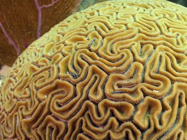 Close-up of a brain coral (Diploria labyrinthiformis) with several neon goby (Elacatinus oceanops) . Dive site John Pennekamp Coral Reef State Park, Key Largo, Florida Keys, Florida, USA, North America