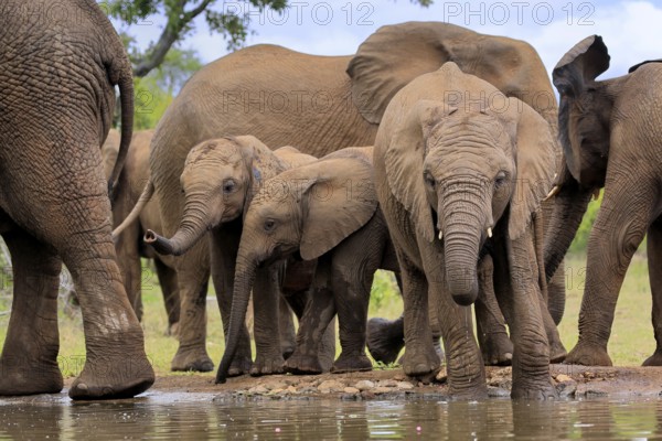 African elephant (Loxodonta africana), three young animals, at the water, drinking, group, Kruger National Park, Kruger National Park, South Africa, Africa