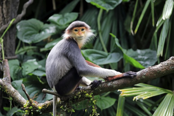 Red-legged monkey (Pygathrix nemaeus), adult, on tree