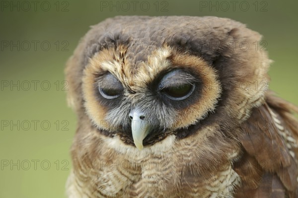 Brown wood owl (Strix leptogrammica), portrait, captive, occurrence in Asia
