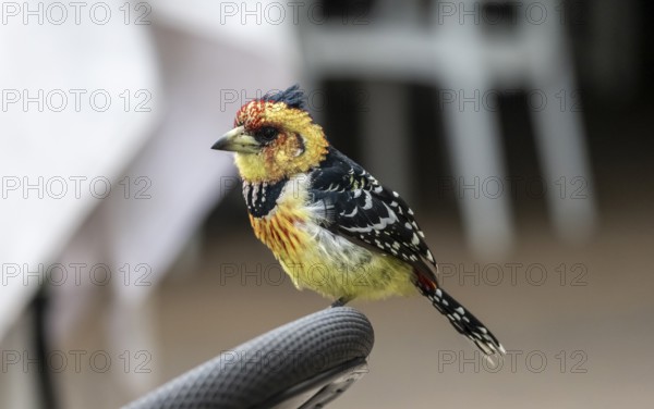 Crested Barbet (Trachyphonus vaillantii) or Black-backed Barbet, sitting on the back of a chair in a restaurant, Kruger National Park, South Africa, Africa